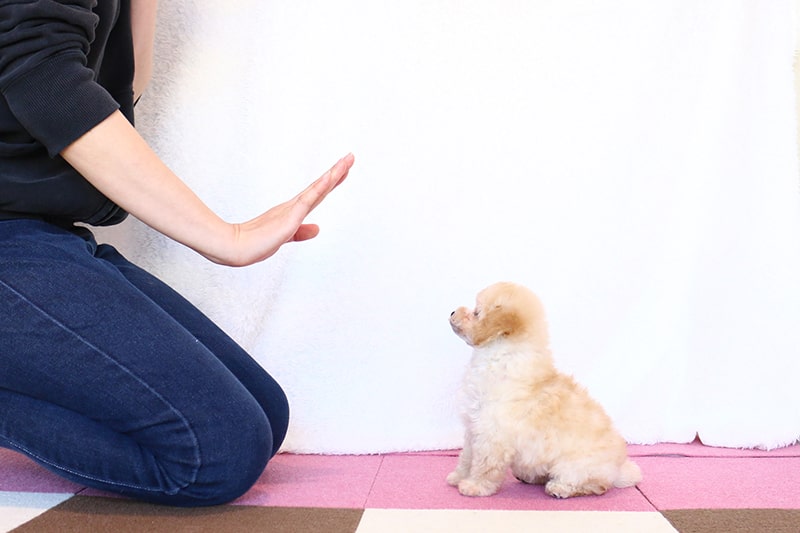 犬の飼いやすいさは愛犬家レベル