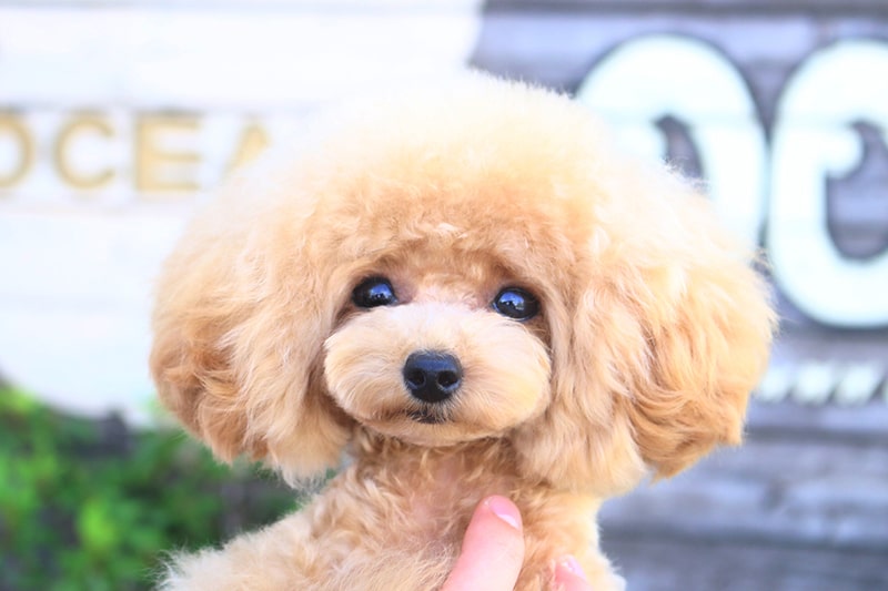 可愛いティーカッププードルの成犬