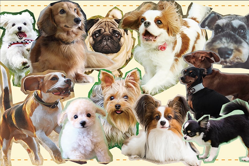 初心者にも飼いやすい犬とされている犬種