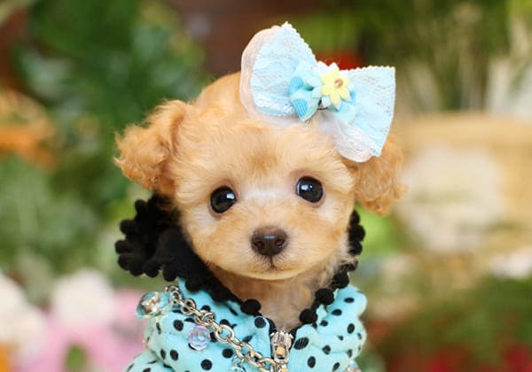 トイプードルのアプリコットの子犬