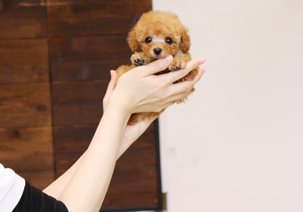 トイプードルのアプリコットの生後50日の子犬