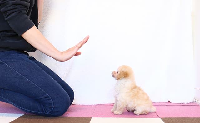 トイプードルの子犬のしつけ
