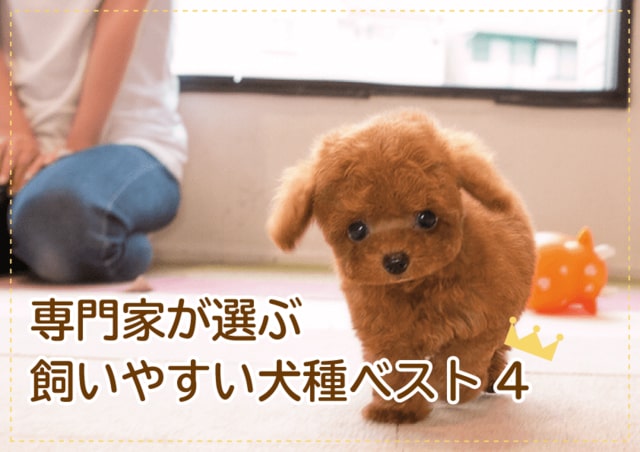 飼いやすい犬ベスト4