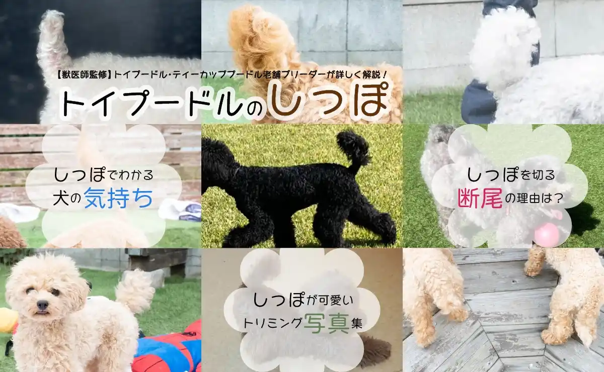 【トイプードルのしっぽ】断尾やカットについて専門家が解説します