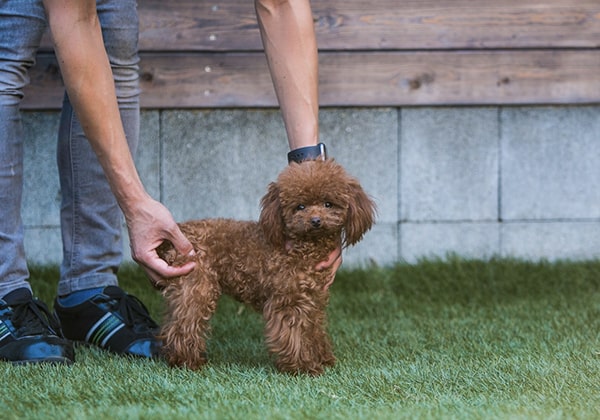 ティーカッププードルの成犬