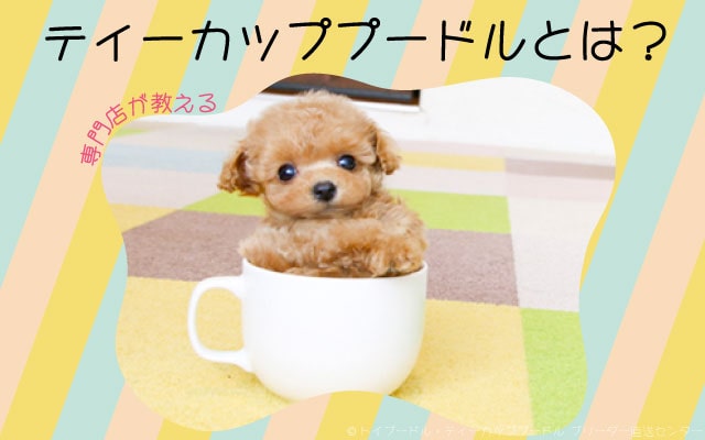 ティーカッププードルとは？