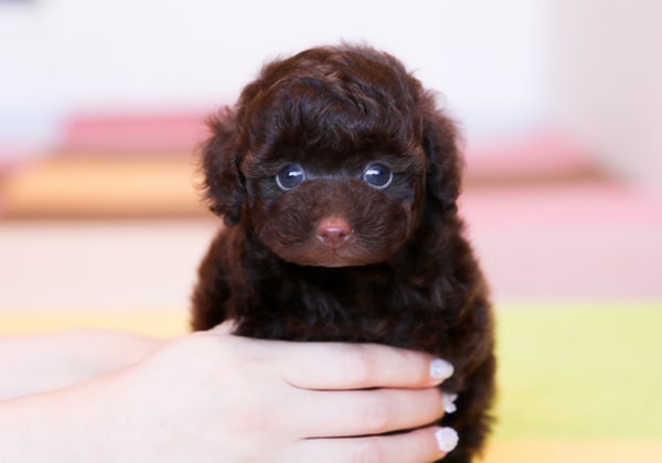 トイプードルのブラウンの子犬