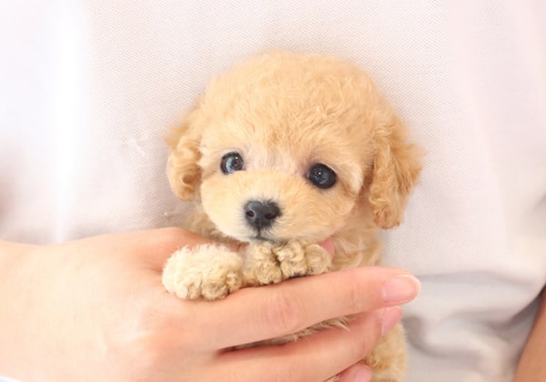 ↑ティーカッププードル～タイニープードルになる予想のクリームの子犬