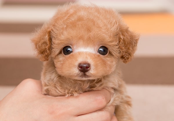 ↑ティーカッププードルになる予想のクリームの子犬