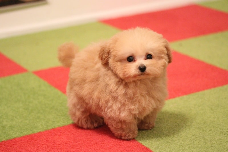 ティーカッププードルになる予想のクリームの子犬