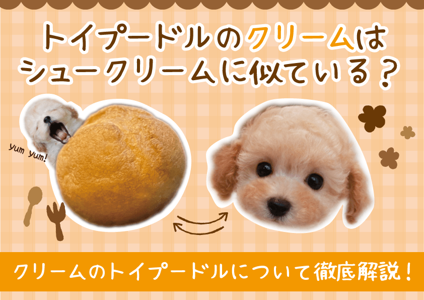 トイプードルのクリーム、子犬の頃はシュークリームみたいって本当？その魅力、どこよりも詳しく話します