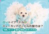 白いトイプードル！性格や特徴に違いはある？可愛いカットもご紹介