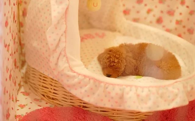 眠るトイプードルの赤ちゃん