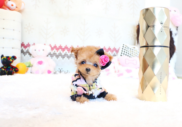 トイプードルのアプリコットの女の子|2015年10月15日生まれ|No.05196|画像1枚目