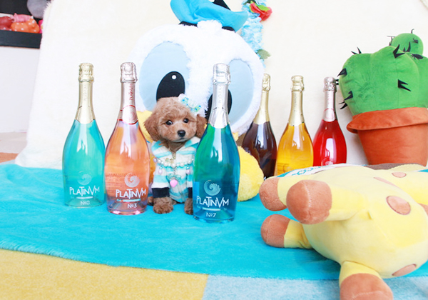 トイプードルのアプリコットの男の子｜2019年4月30日生まれ｜No.07612｜画像3枚目