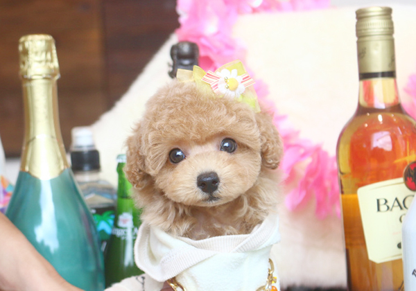 トイプードルのアプリコットの男の子|2019年5月27日生まれ|No.07664|画像0枚目