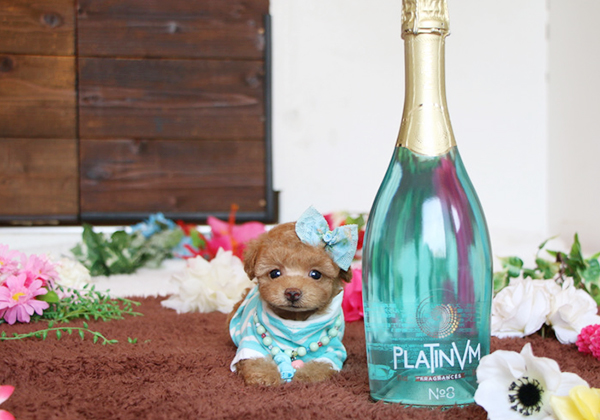 トイプードルのアプリコットの男の子|2020年7月3日生まれ|No.08300|画像2枚目