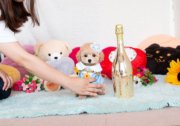 トイプードルのアプリコットの男の子｜2021年7月11日生まれ｜No.08927｜画像0枚目