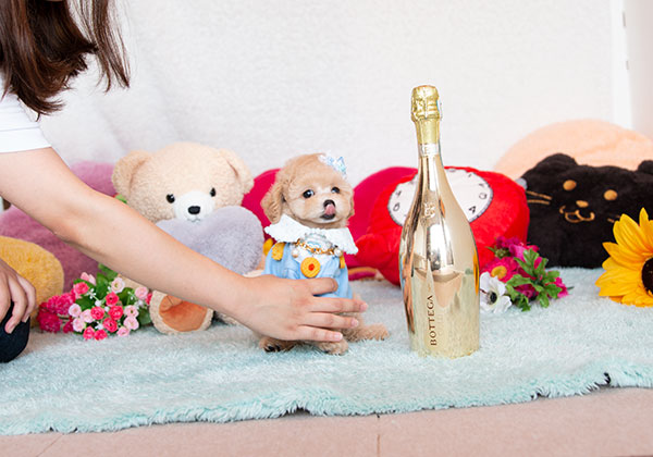 トイプードルのアプリコットの男の子｜2021年7月11日生まれ｜No.08927｜画像1枚目