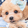 タイニープードルのアプリコットの男の子（2025年11月27日生まれ）