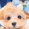 タイニープードルのアプリコットの男の子（2025年11月30日生まれ）
