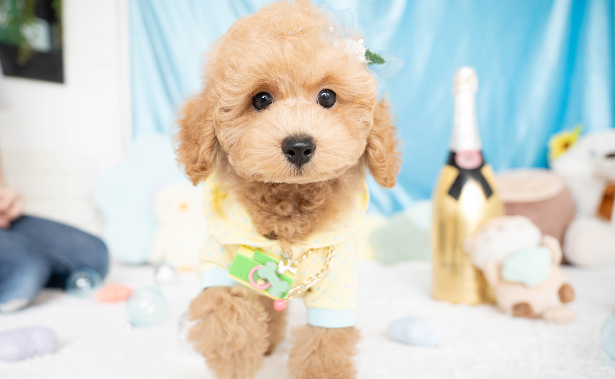 トイプードルのアプリコットの男の子|2026年5月23日生まれ|No.11333|画像0枚目