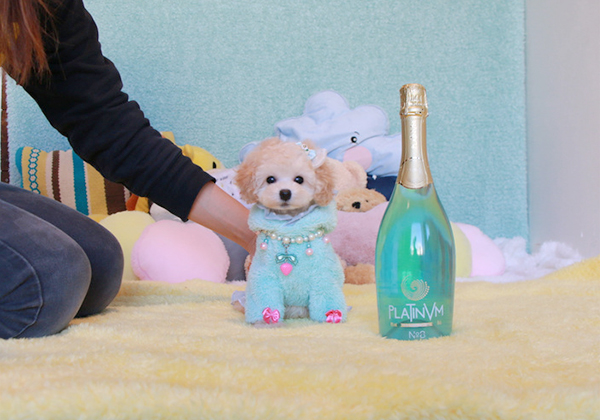 トイプードルのクリームの男の子|2019年11月21日生まれ|No.08004|画像0枚目