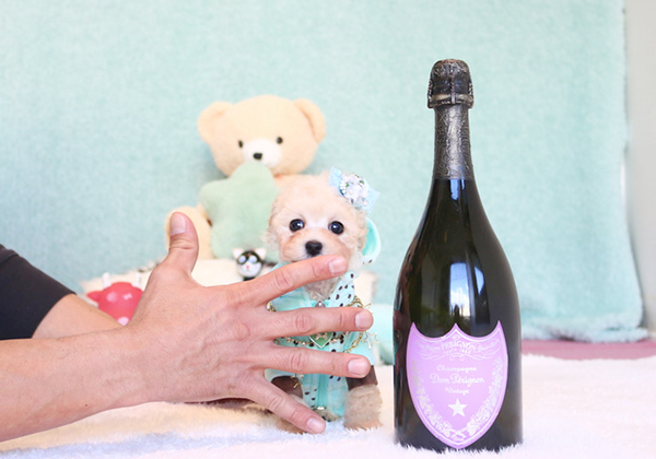トイプードルのクリームの男の子｜2019年11月29日生まれ｜No.08008｜画像3枚目