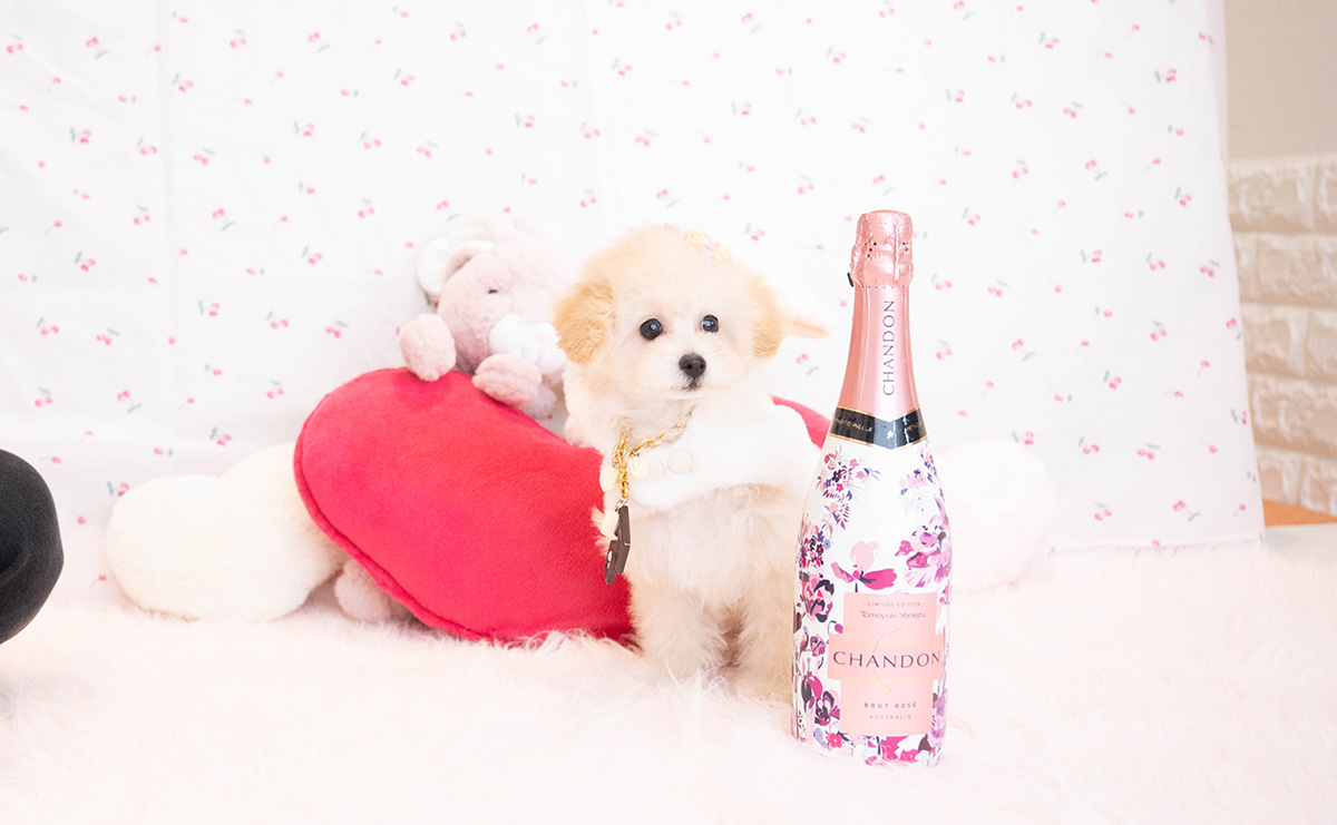 タイニープードルのクリームの女の子｜2025年8月3日生まれ｜No.10921｜画像3枚目