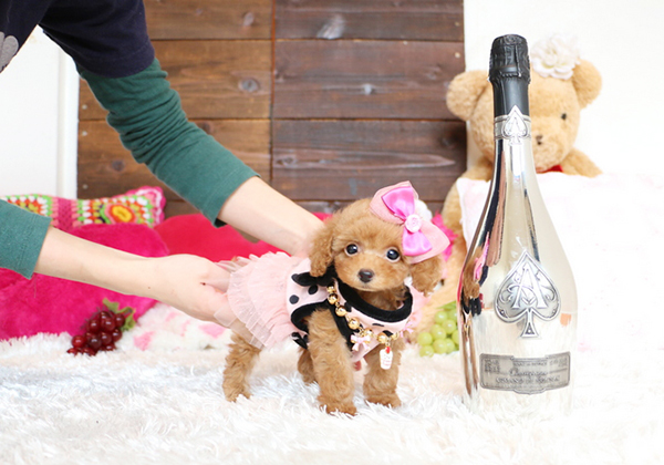 トイプードルのレッドの女の子|2016年1月9日生まれ|No.05283|画像1枚目