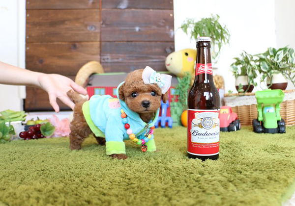 トイプードルのレッドの男の子｜2016年8月29日生まれ｜No.05651｜画像2枚目