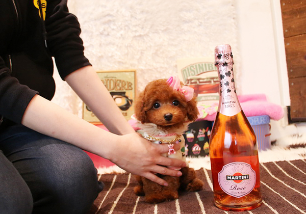 トイプードルのレッドの女の子|2018年2月20日生まれ|No.06762|画像0枚目