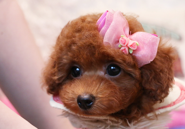 トイプードルのレッドの女の子|2018年2月20日生まれ|No.06762|画像2枚目