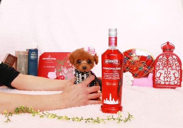トイプードルのレッドの女の子|2020年1月16日生まれ|No.08110|画像0枚目