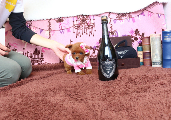 トイプードルのレッドの女の子｜2020年8月9日生まれ｜No.08378｜画像2枚目