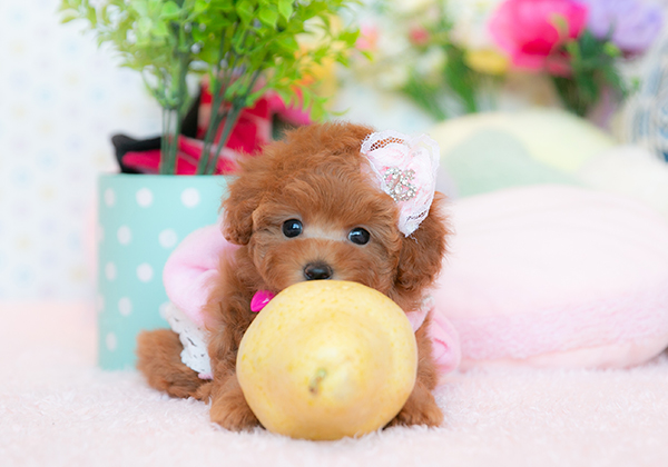 ティーカッププードルのレッドの女の子｜2023年8月13日生まれ｜No.09890｜画像0枚目