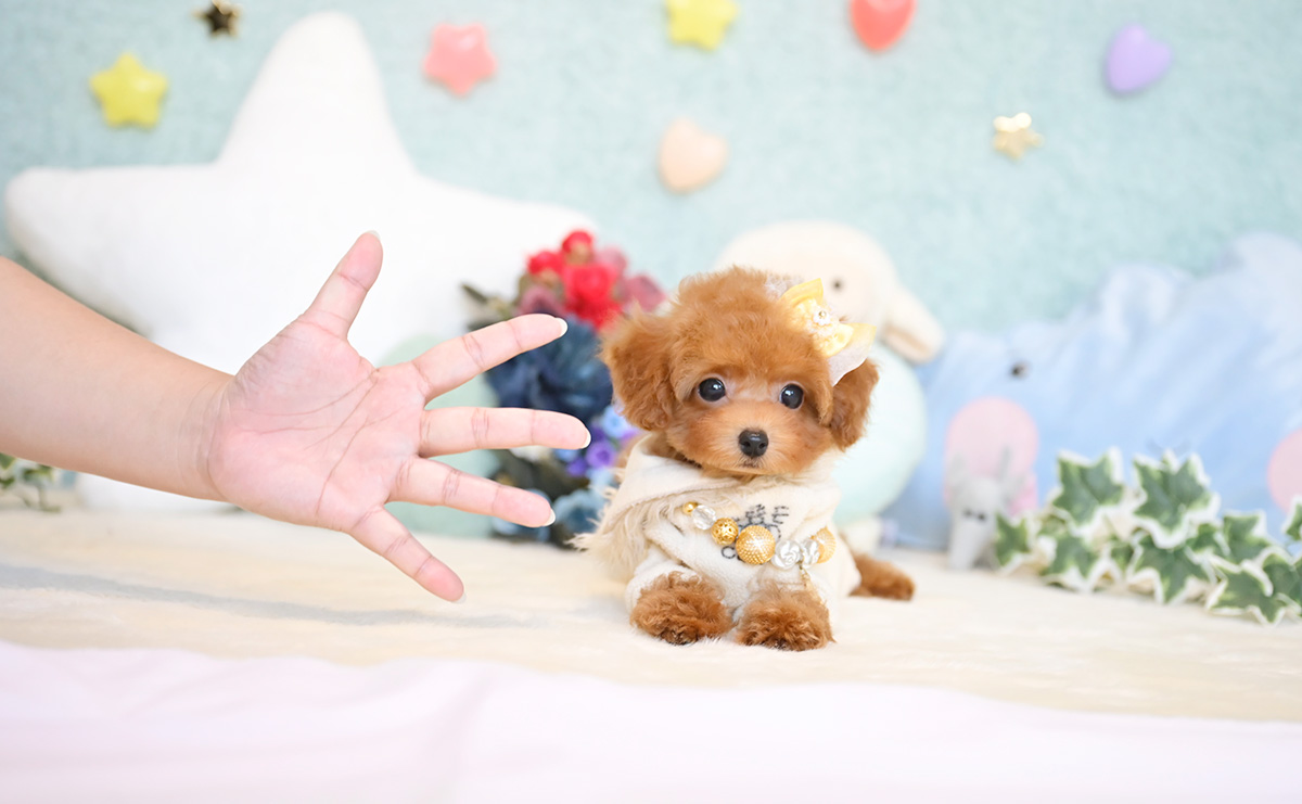 タイニープードルのレッドの男の子|2024年9月10日生まれ|No.10430|画像2枚目