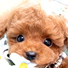 ティーカッププードルのレッドの男の子（2025年2月22日生まれ）
