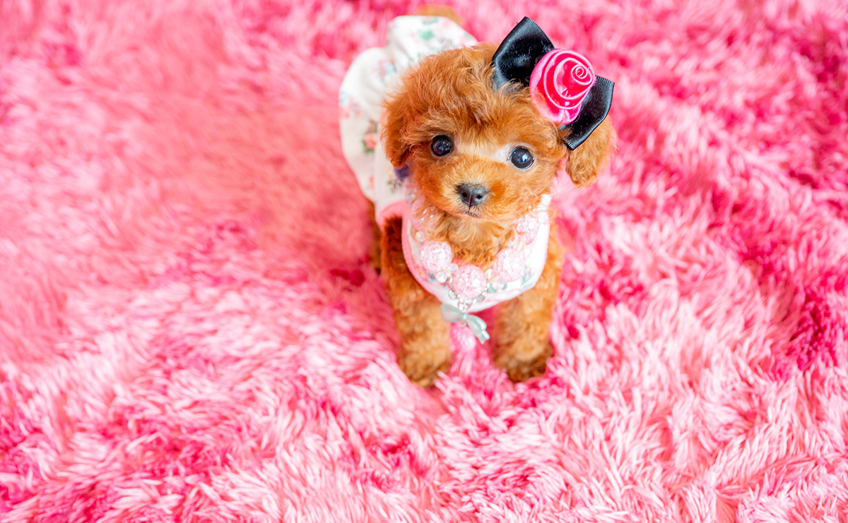 ティーカッププードルのレッドの女の子｜2025年3月8日生まれ｜No.10690｜画像0枚目