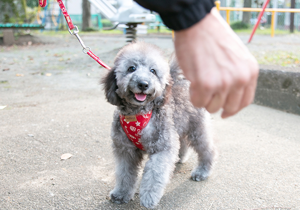 トイプードルのシルバーの男の子|2022年5月3日生まれ|No.09422|画像0枚目