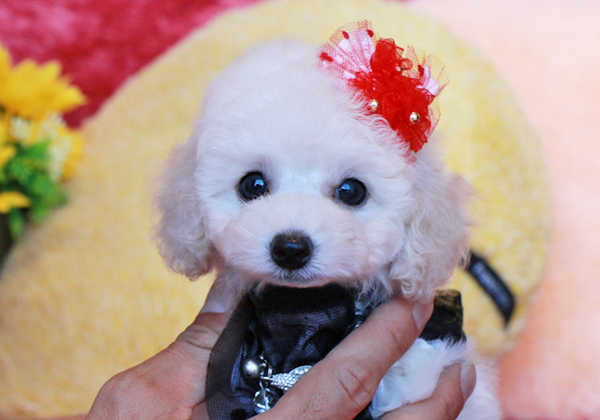 トイプードルのホワイトの女の子｜2021年5月26日生まれ｜No.08811｜画像2枚目