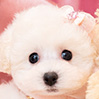 タイニープードルのホワイトの女の子（2026年1月15日生まれ）