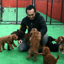 子犬たちと触れ合うトイプードルブリーダー直送センター店長