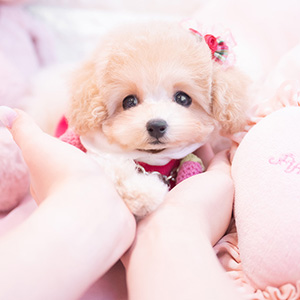 宮川享千様のワンちゃん写真