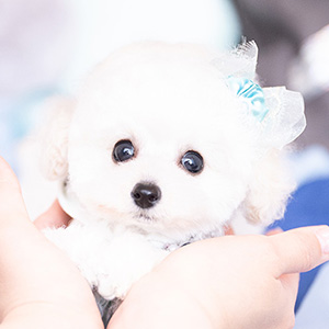 萩原康一様のワンちゃん写真