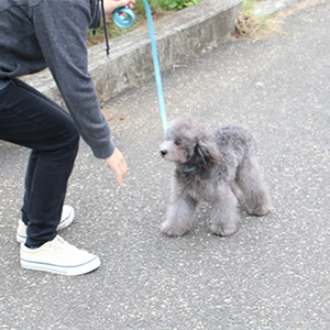 狩野 弘進様のワンちゃん写真